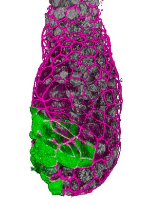 view Development of the early embryo