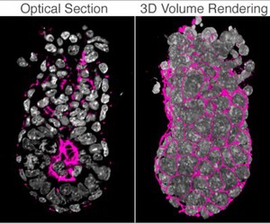 view Movie: Development of the early embryo