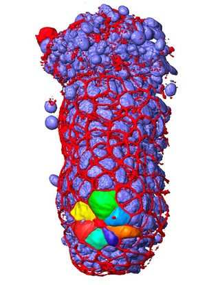 Development of the early embryo