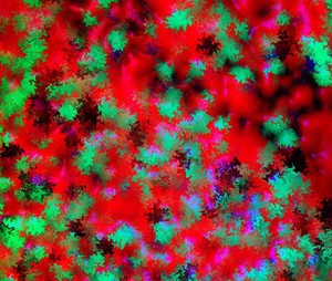 view Confocal micrograph of Bacillus subtilis. Bacillus subtilis is a Gram-positive, rod-shaped bacterium, commonly found in soil. Fluorescent proteins (TagRFP-T, sfGFP, TagBFP, mKate2 and mOrange2), time-lapse confocal microscopy and biophysical models are being used to understand the organization of bacterial biofilms. 