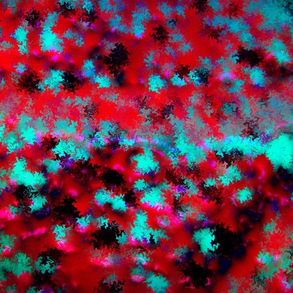Confocal micrograph of Bacillus subtilis. Bacillus subtilis is a Gram-positive, rod-shaped bacterium, commonly found in soil. Fluorescent proteins (TagRFP-T, sfGFP, TagBFP, mKate2 and mOrange2), time-lapse confocal microscopy and biophysical models are being used to understand the organization of bacterial biofilms.