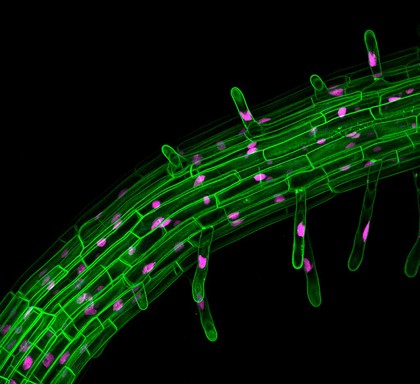 Confocal micrograph of Arabidopsis thaliana