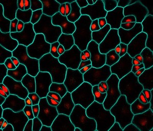 view Confocal micrograph of Arabidopsis thaliana