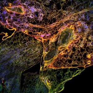 view Confocal micrograph of Arabidopsis thaliana seedling