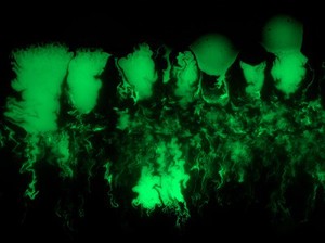 view Confocal micrograph of E. coli