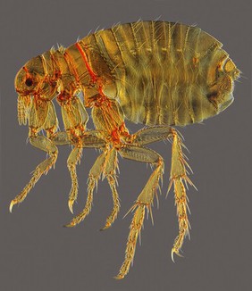 Female human flea, Pulex irritans