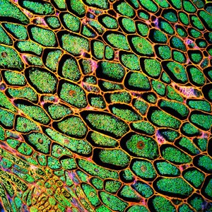 view Confocal micrograph of corn.