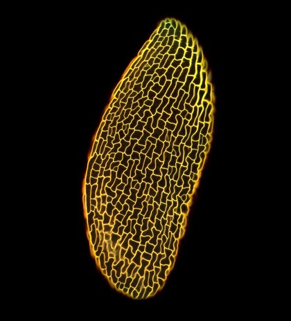 Arabidopsis thaliana embryonic leaf