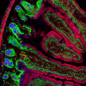 view Section of a mouse gut