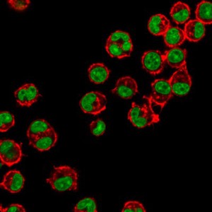 view Macrophages