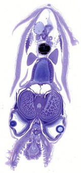 Squid embryo