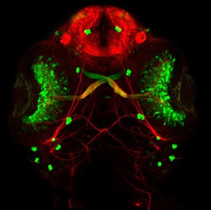 view Zebrafish embryo