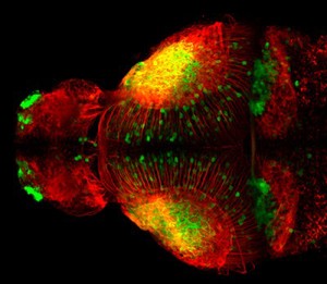 view Zebrafish embryo