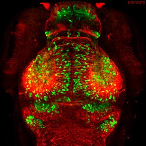 view Zebrafish embryo