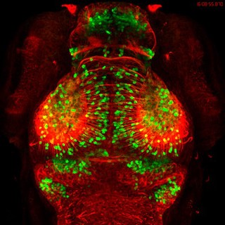 Zebrafish embryo