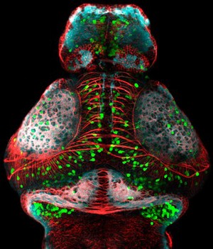 view Zebrafish embryo