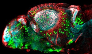 view Zebrafish embryo