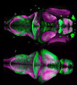 view Zebrafish embryo