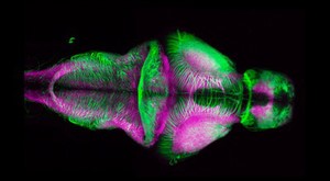 view Zebrafish embryo