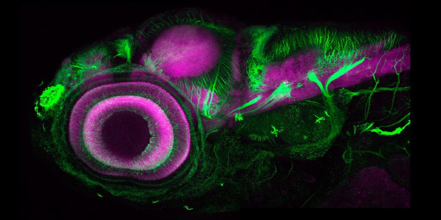 Zebrafish embryo