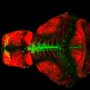 view Zebrafish embryo