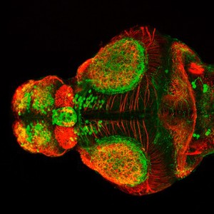 view Zebrafish embryo