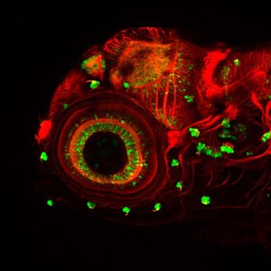 view Zebrafish embryo