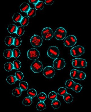 view Cell division