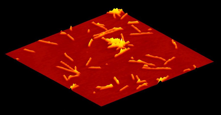 Amyloid fibrils, AFM