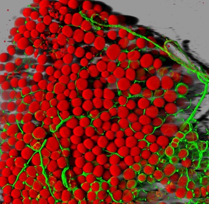 Mouse adipose tissue