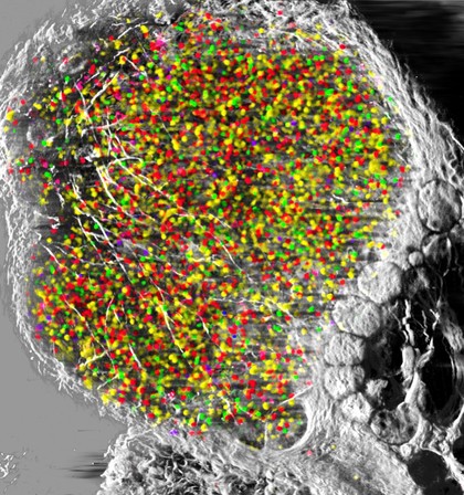 Live murine lymph node