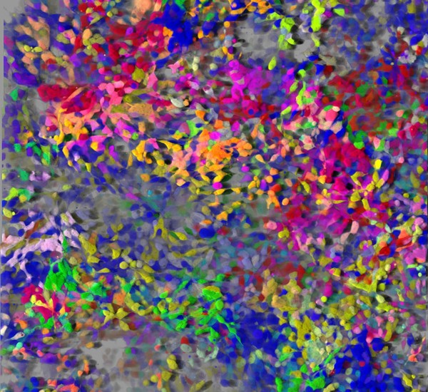 Clonal tracking, mouse fibroblasts