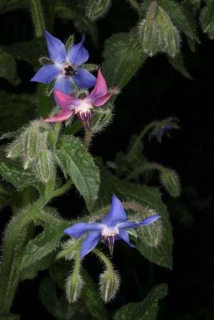 view Borago officinalis (Borage, Star flower)