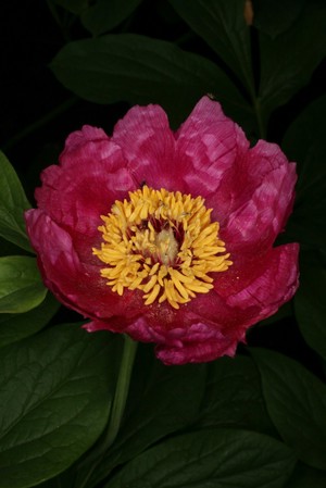 view Paeonia officinalis (Peony)