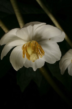 view Podophyllum peltatum (May apple or American mandrake)