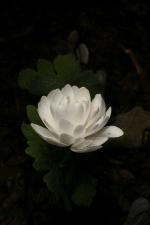 view Sanguinaria canadensis (Bloodroot, Pucoon or Indian paint)