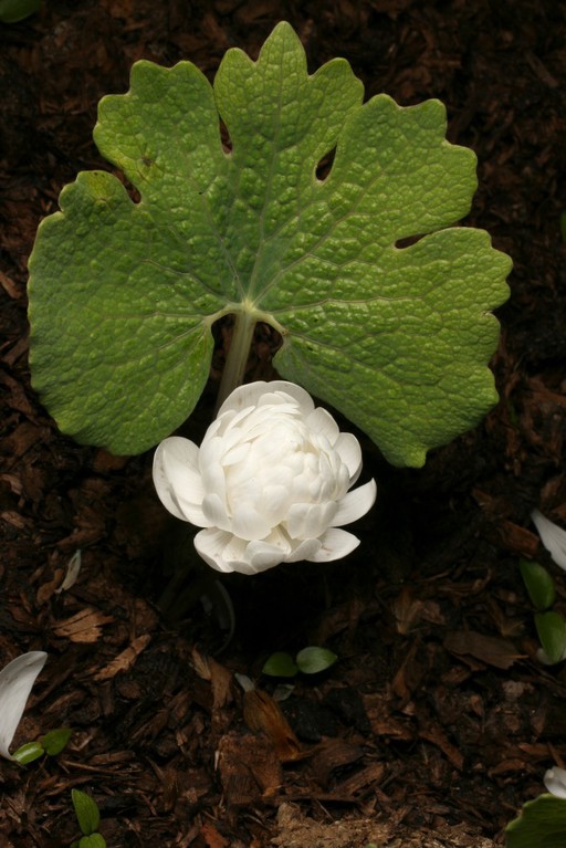 Sanguinaria canadensis (Bloodroot, Pucoon or Indian paint)