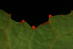 view Sanguinaria canadensis (Bloodroot, Pucoon or Indian paint)