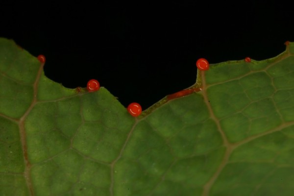 Sanguinaria canadensis (Bloodroot, Pucoon or Indian paint)