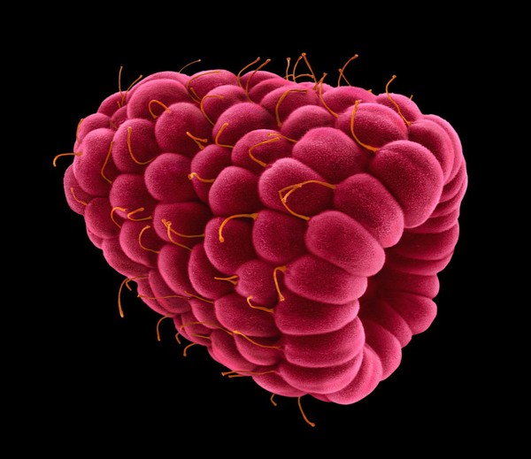 Raspberry