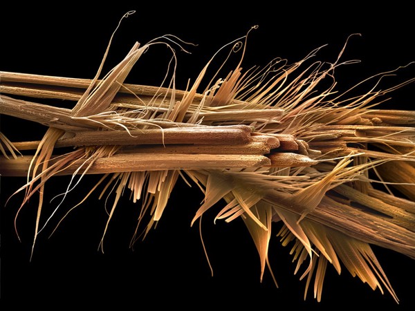 Caffeine crystals
