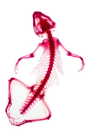 view Bearded dragon (Pogona vitticeps) skeleton