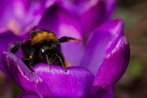 view Buff-tailed bumblebee (Bombus terrestris) sitting on a purple flower. Bees are important pollinators and play a crucial role in promoting the growth of crops and flowers. The aposematic yellow and black banding pattern on the bee acts as a warning to deter predators.