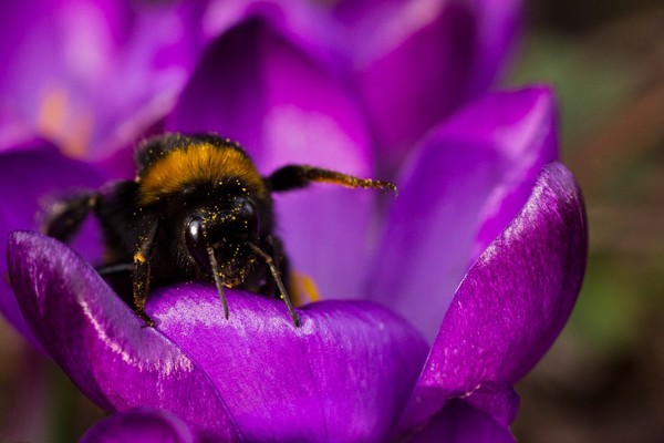 Buff-tailed bumblebee (Bombus terrestris) sitting on a purple flower. Bees are important pollinators and play a crucial role in promoting the growth of crops and flowers. The aposematic yellow and black banding pattern on the bee acts as a warning to deter predators.