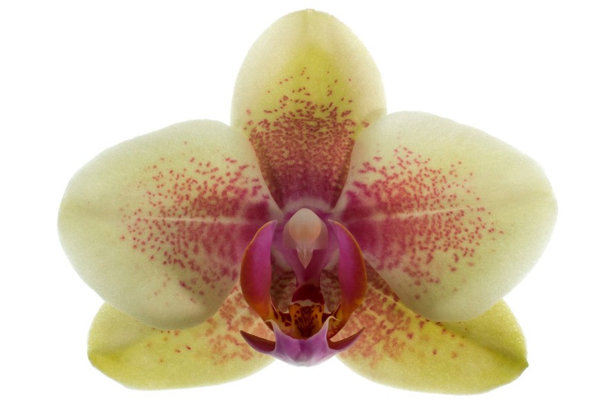 Orchid flower (Phalaenopsis sp.)