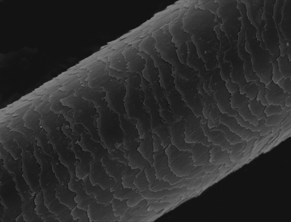 Human hair (Asian origin)