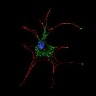 Melanocyte deficient in myosin 5a