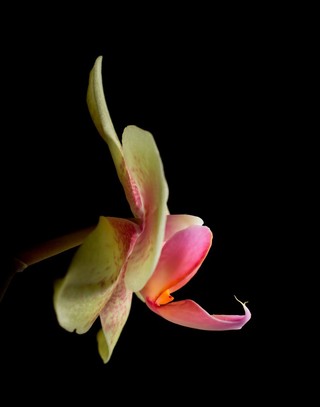 Orchid labellum (Phalaenopsis sp.)