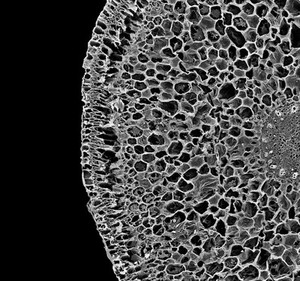 view Orchid aerial root (Phalaenopsis sp.), transverse section