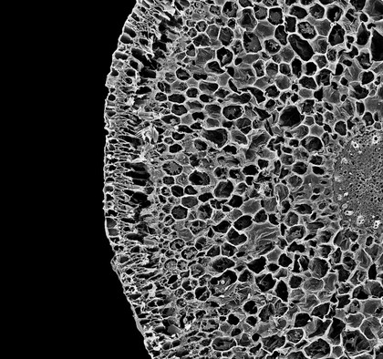 Orchid aerial root (Phalaenopsis sp.), transverse section